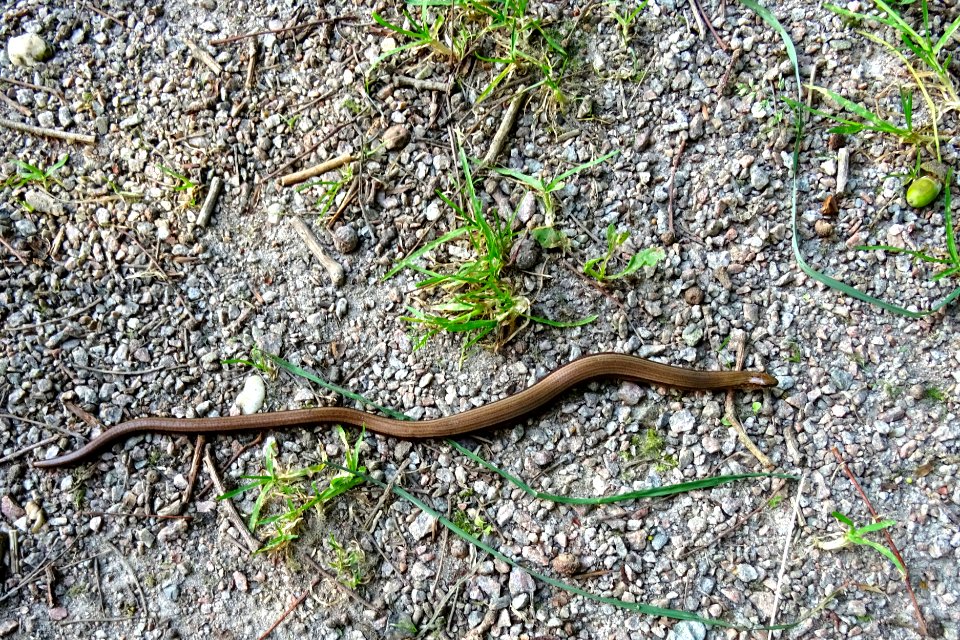 20160830_Hazelworm1