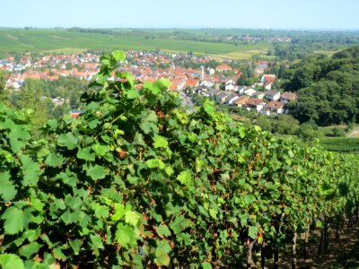 20160911Klingenmuenster3