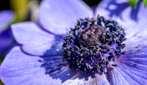 Bloom blossom color