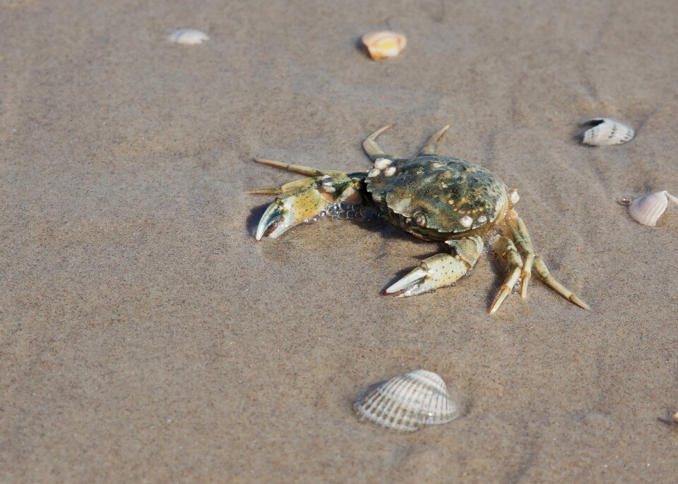 Sea animal sea cancer