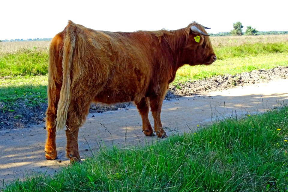 20160718_Schotse_hooglander1_Koningsweg_Houtdorperveld