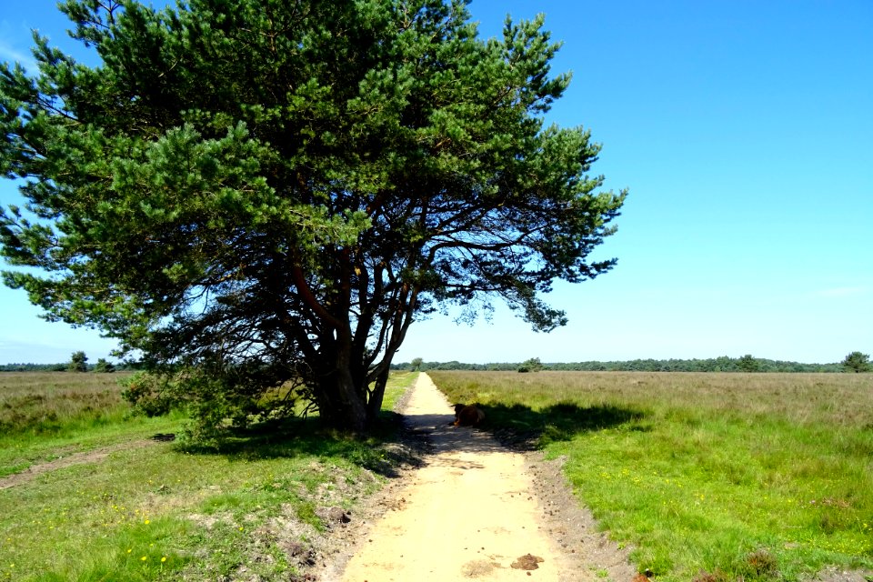 20160718_Koningsweg_Houtdorperveld