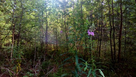 20160807_105123_Maksatikhinsky_District_of_Tver_Oblast