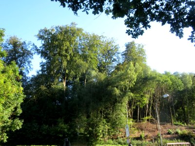 20160806St_Johanner_Stadtwald