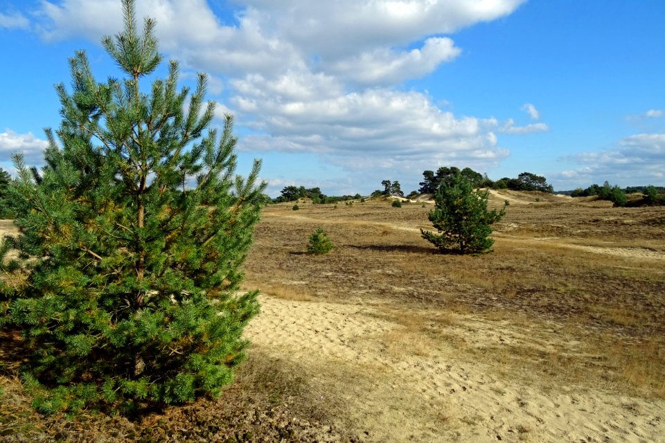 20161004_Kootwijkerzand6