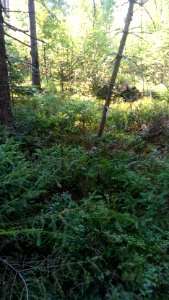 20160807_101639_Maksatikhinsky_District_of_Tver_Oblast