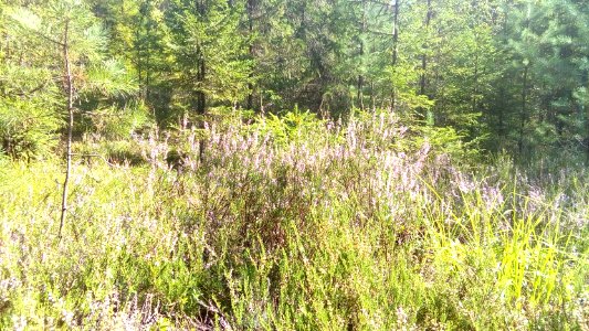 20160807_105245_Tver_Oblast
