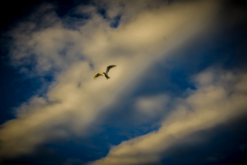 Sky flying flight