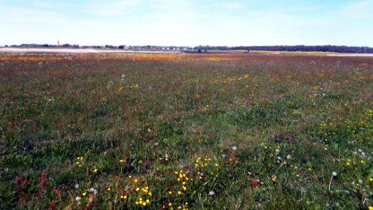 2017_Wustrow_Barnstorf_Sauerampferwiese_am_Bodden