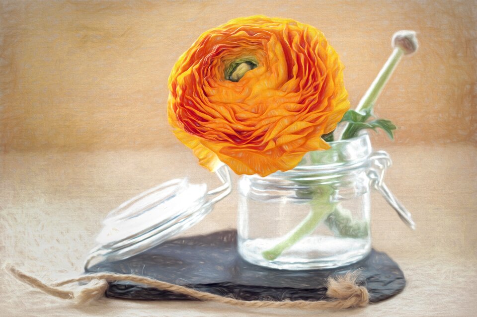 Blossom bloom orange