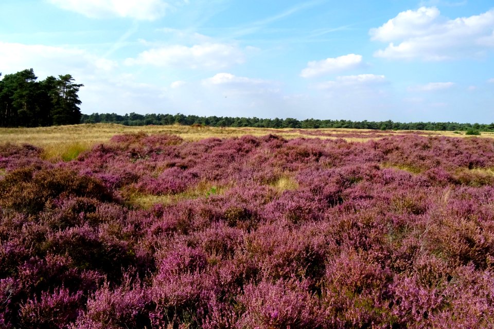 20160906_Otterlose_Zand2