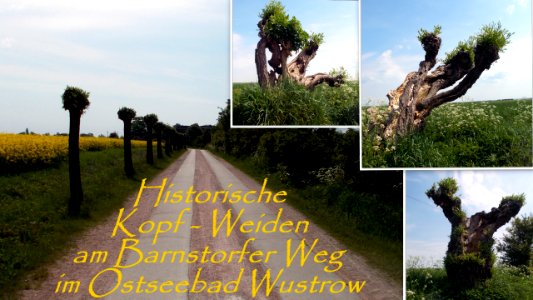 2017_Wustrow_Barnstorf_Historische_Kopfweiden