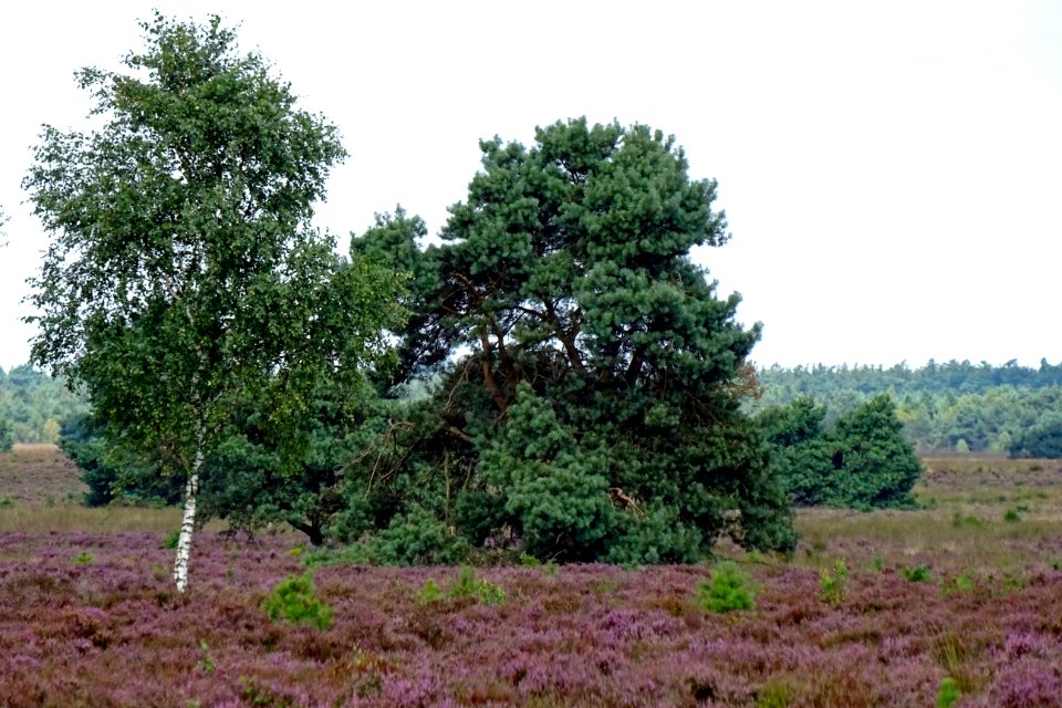 20160816_Houtdorperveld2