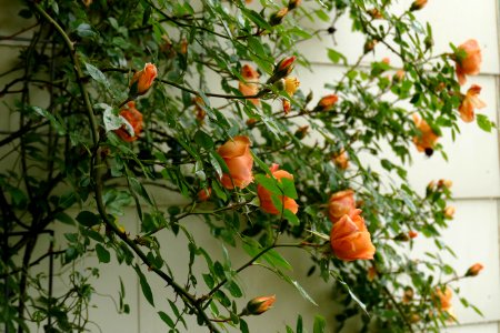 2017.05.13.070639_Kletterrose_Balkon_Handschuhsheim_Heidelberg