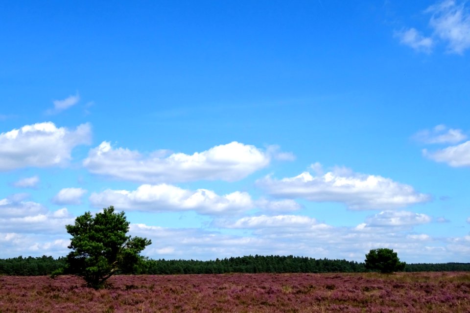 20160816_Uddelsche_Buurtveld3