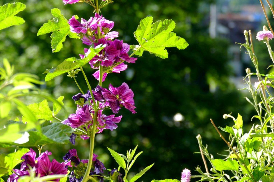 2017.06.03.073832_Mauretanische_Malve_(Malva_sylvestris_subspecies_mauritania)_Heidelberg-Handschuhsheim