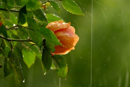 2017.05.13.063005_Kletterrose_Regen_Balkon_Handschuhsheim_Heidelberg