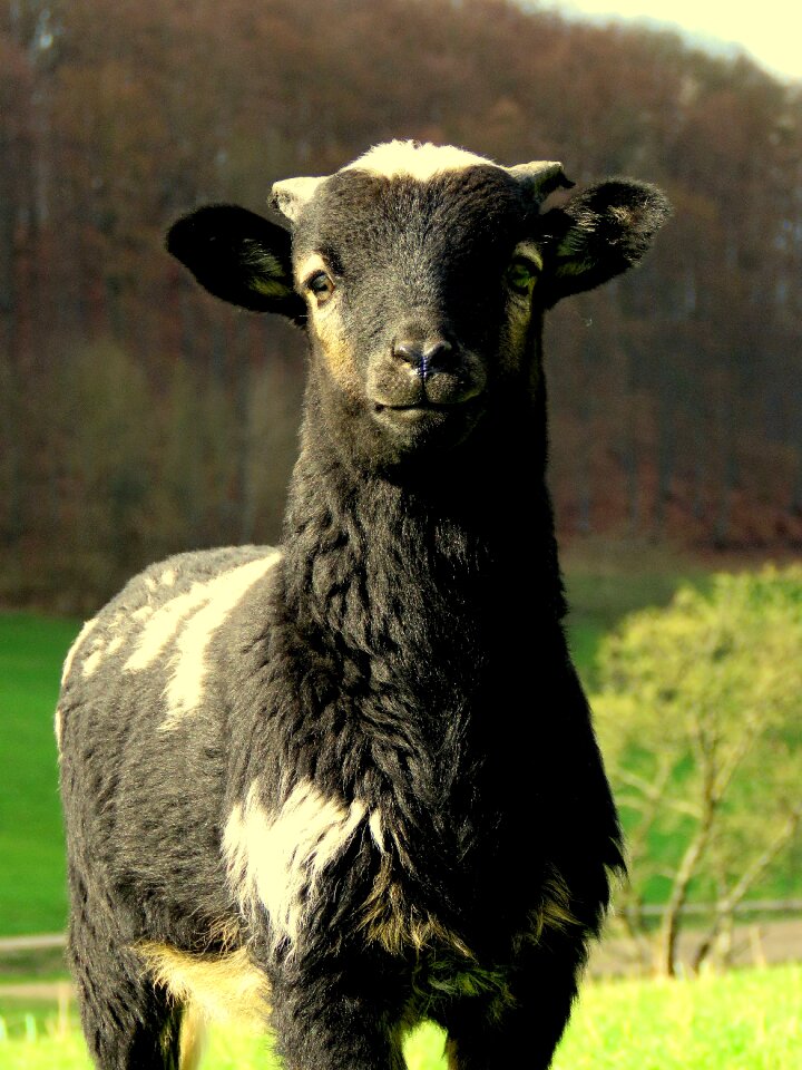 Black sheep cute wool