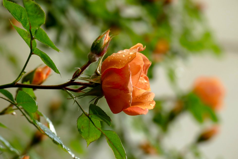 2017.05.13.070715_Kletterrose_Balkon_Handschuhsheim_Heidelberg