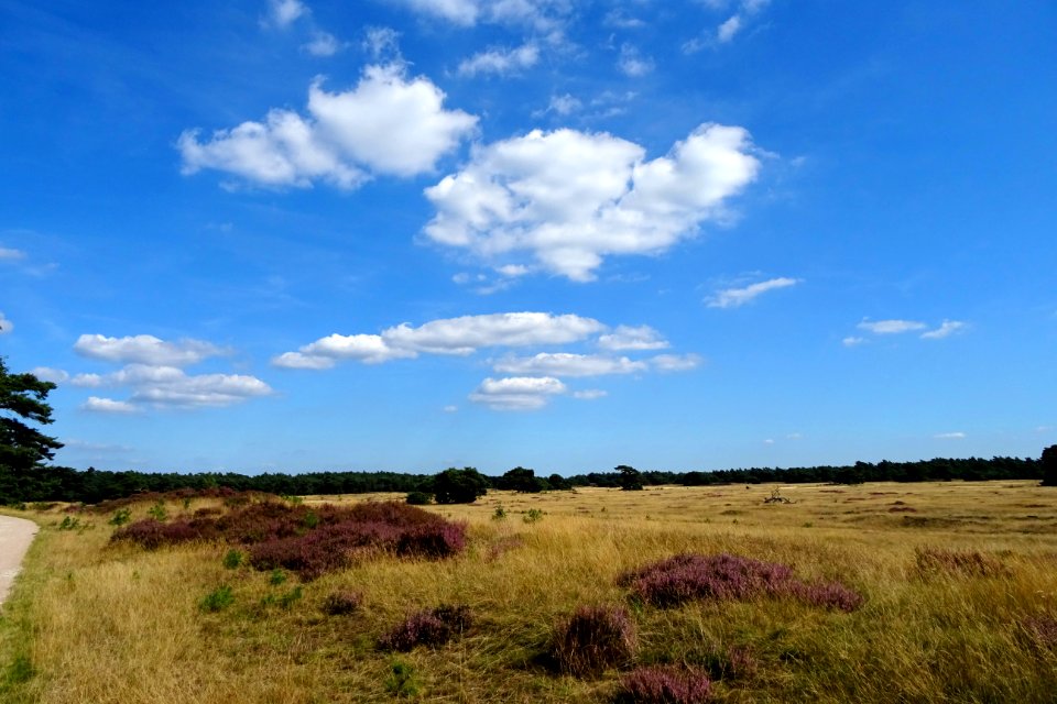 20160830_Pampelse_Zand