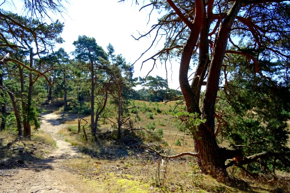 20160830_Otterlose_Zand2_gezien_vanuit_de_noordoostzijde