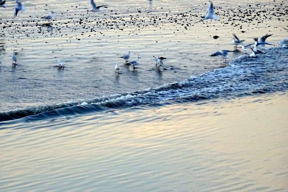 20160920_meeuwen_Waddenzee
