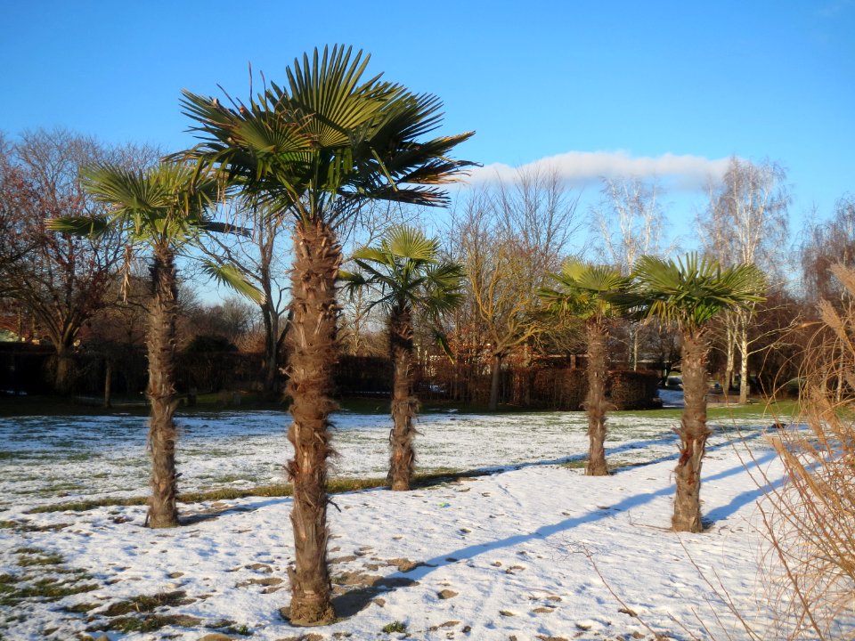 20170116Palme_Hockenheim1