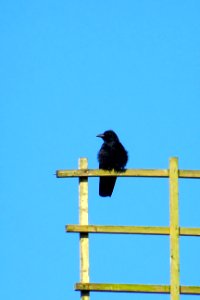 20160718_molen_de_Hoop_detail_Elspeet