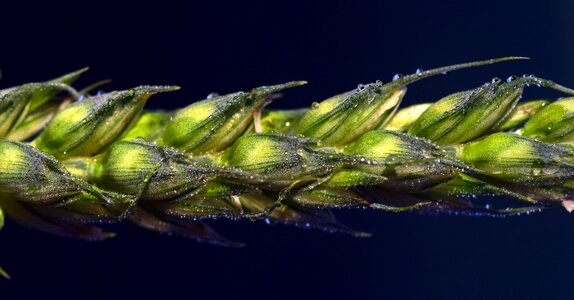 Grain green green ear