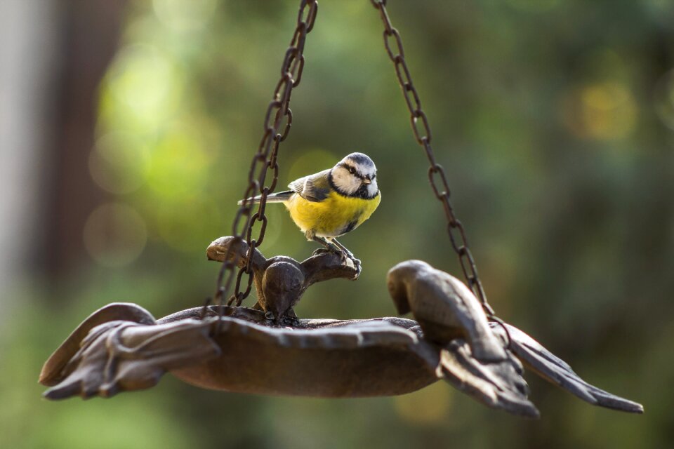 Feeder yellow beak