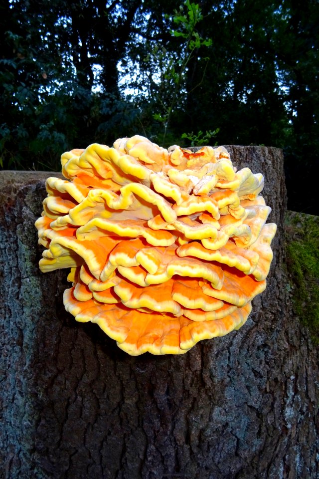 20160926_Elfenbankje_Hoenderloo