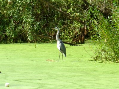 20160922Ardea_cinerea