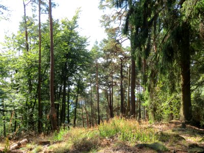 20160911Abtskopf3