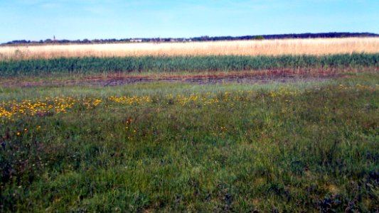 2017_Wustrow_Barnstorf_Feuchtwiese_und_Schilf_am_Bodden