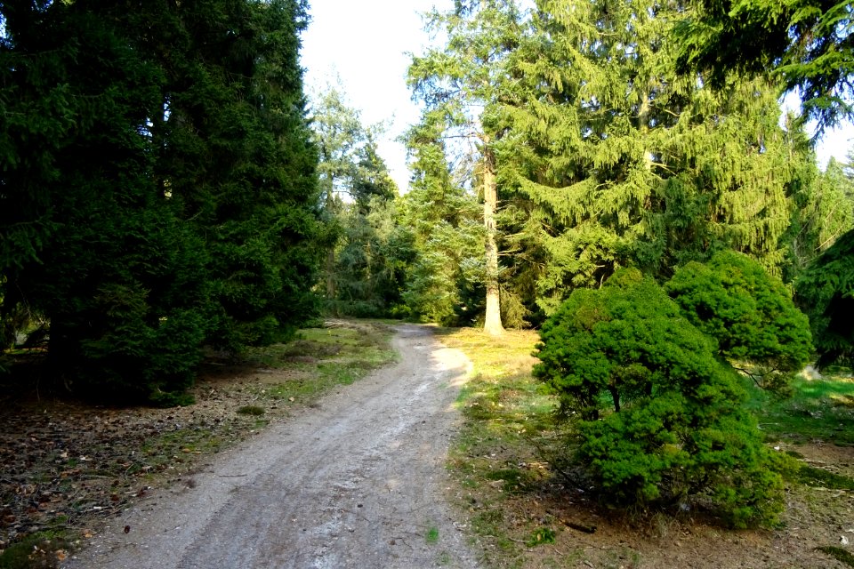 20170328_Pinetum_de_Dennenhorst1_Lunteren