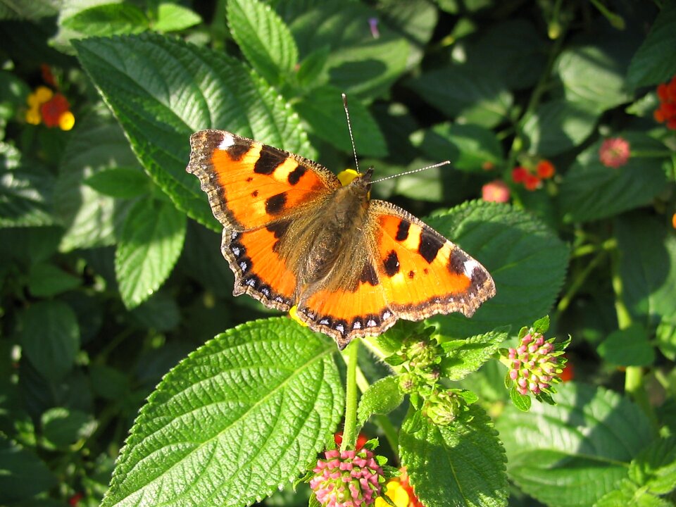 Butterfly close up insect