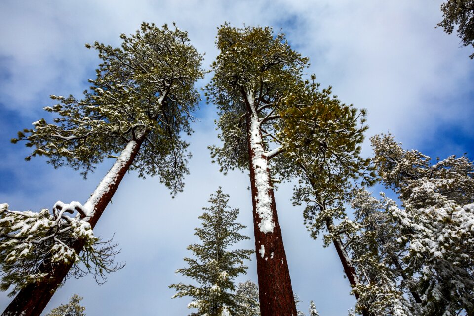 Snow nature forest