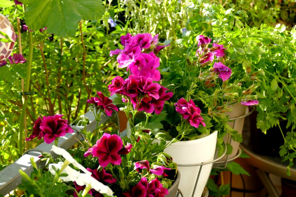 2017.06.03073845_Englische_Geranie_(Pelargonium_grandiflorum)_Heidelberg-Handschuhsheim