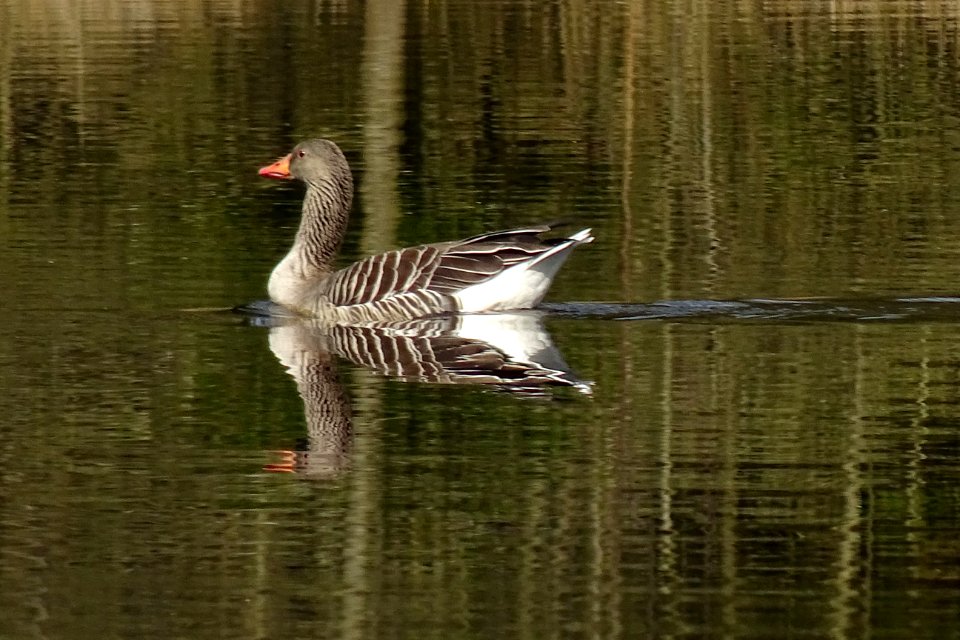 20170404_grauwe_gans2_in_vennetje_in_het_Watermolenveen