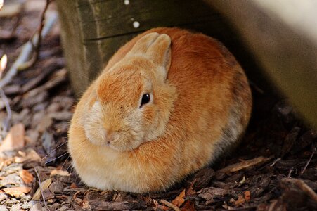Bunny cute sweet
