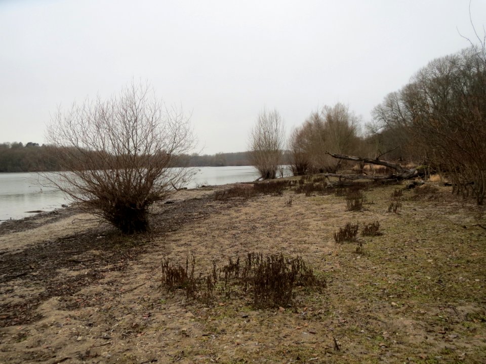 20170204Berghäuser_Altrhein