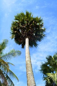 Summer palm coconut photo