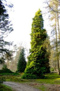 20170328_Pinetum_de_Dennenhorst3_Lunteren