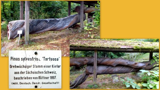 2017_Tharandt_Forstbotanischer_Garten_Drehwüchsige_Bäume