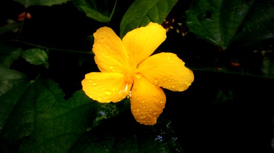 2017_Tharandt_Forstbotanischer_Garten_Tibouchine_aus_Brasilien