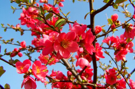 Japan quince pink flower spring