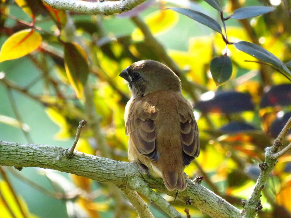 Sitting tree branch looking photo