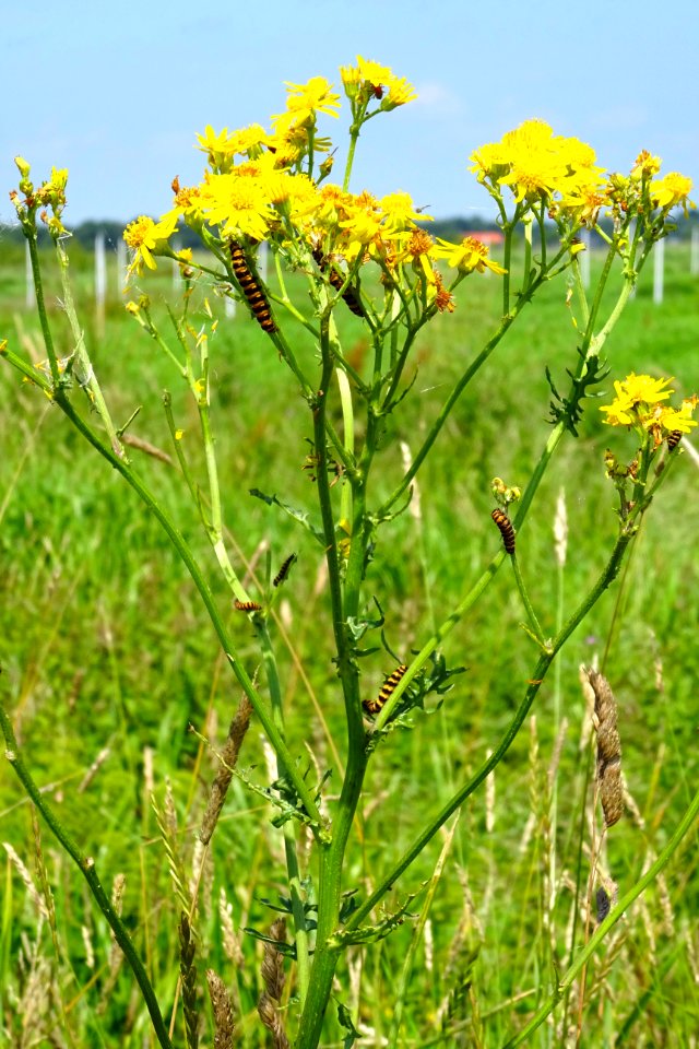 20170706_Zebrarupsen_Jacobskruiskruid_Lofargebied_tussen_Buinen_en_Exloo