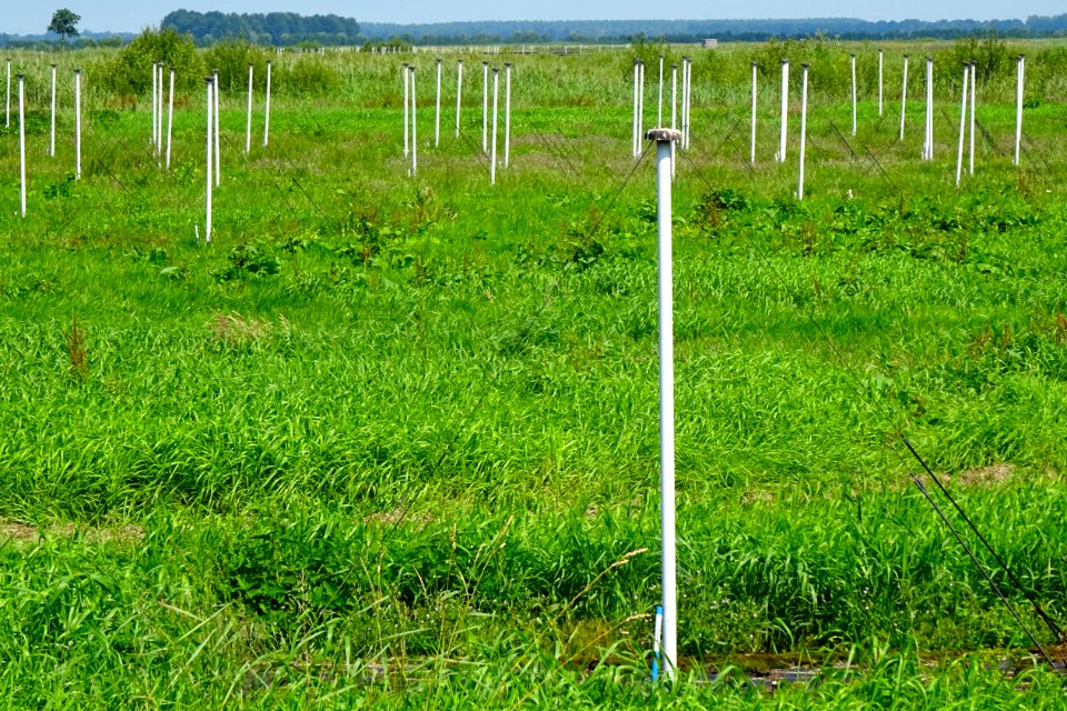 20170706_Lofar_tussen_Buinen_en_Exloo_(detail2)