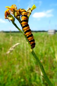 20170706_Zebrarups1_Jacobskruiskruid_Lofargebied_tussen_Buinen_en_Exloo